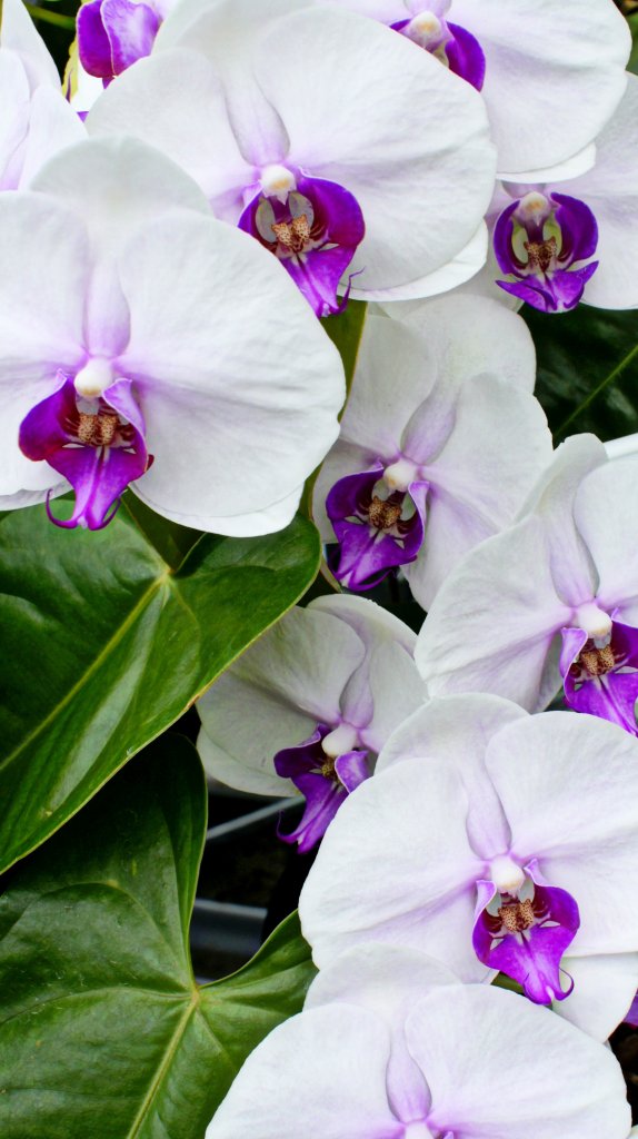 phalaenopsis
