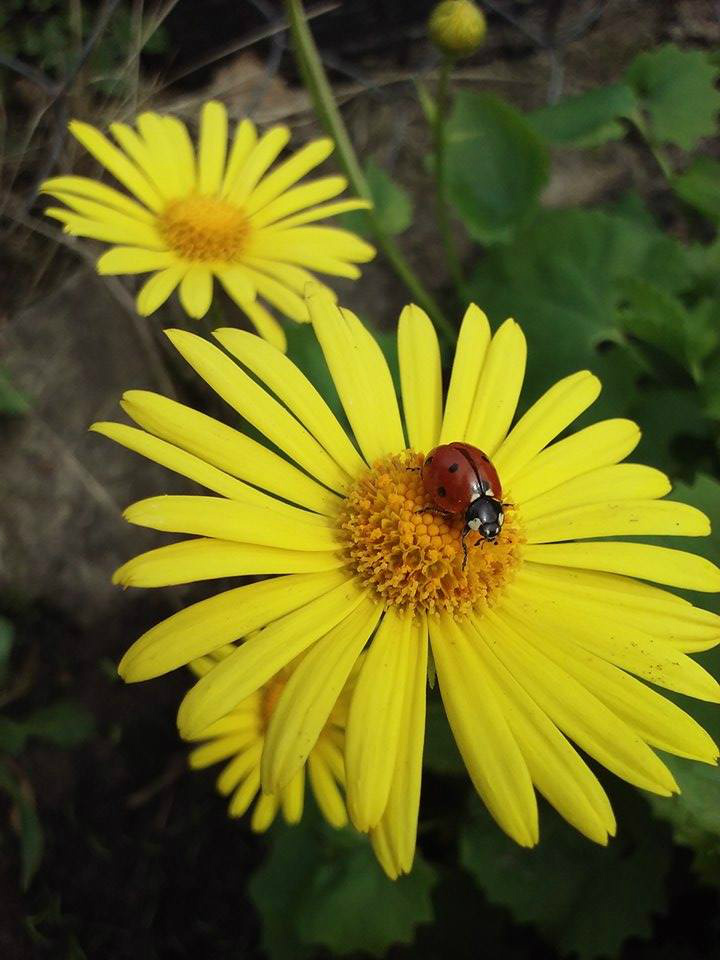 #spring #ladybird