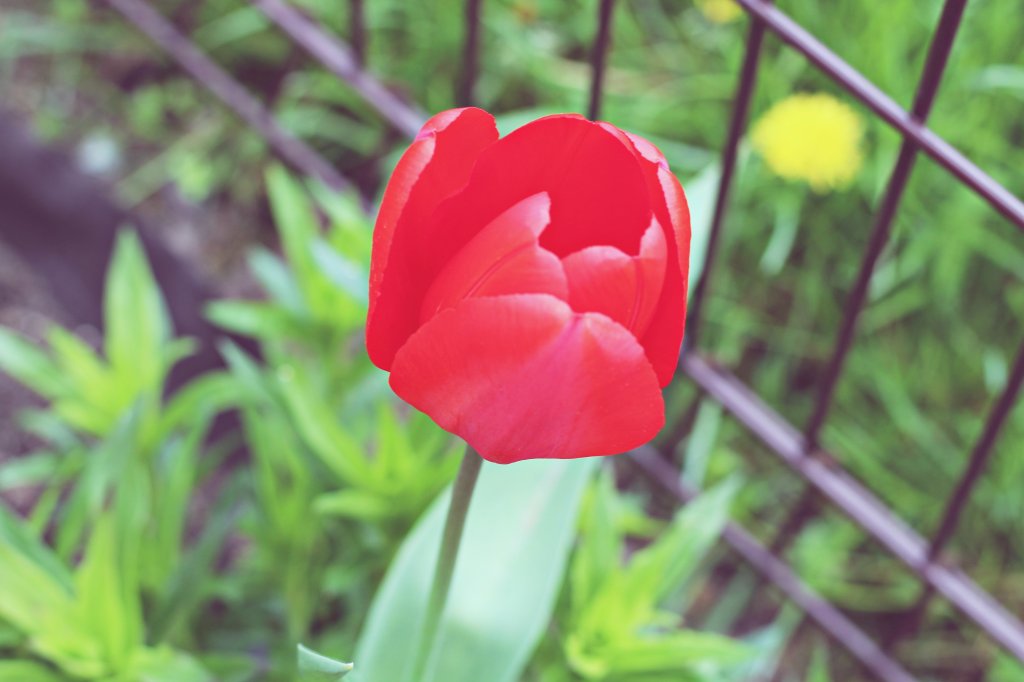 tuliii.