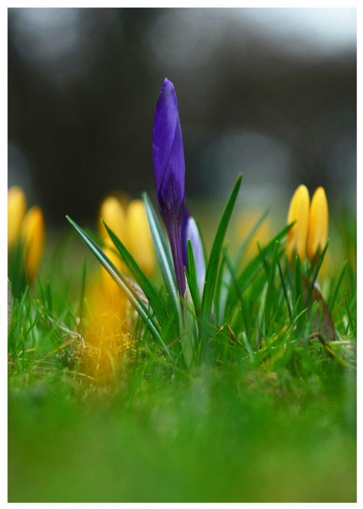 Shades of sun  `Bokeh Style`