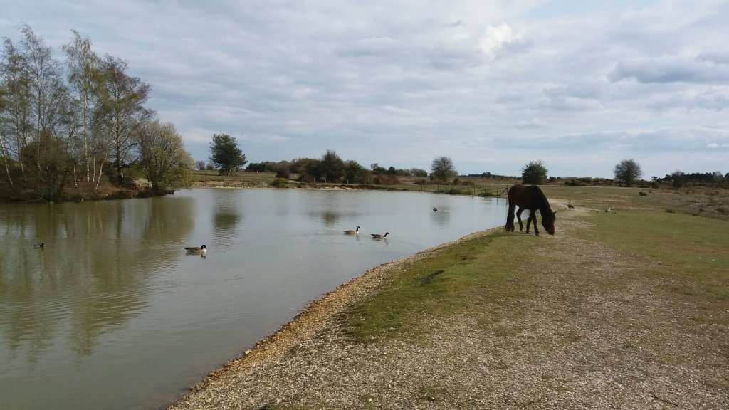 New Forest