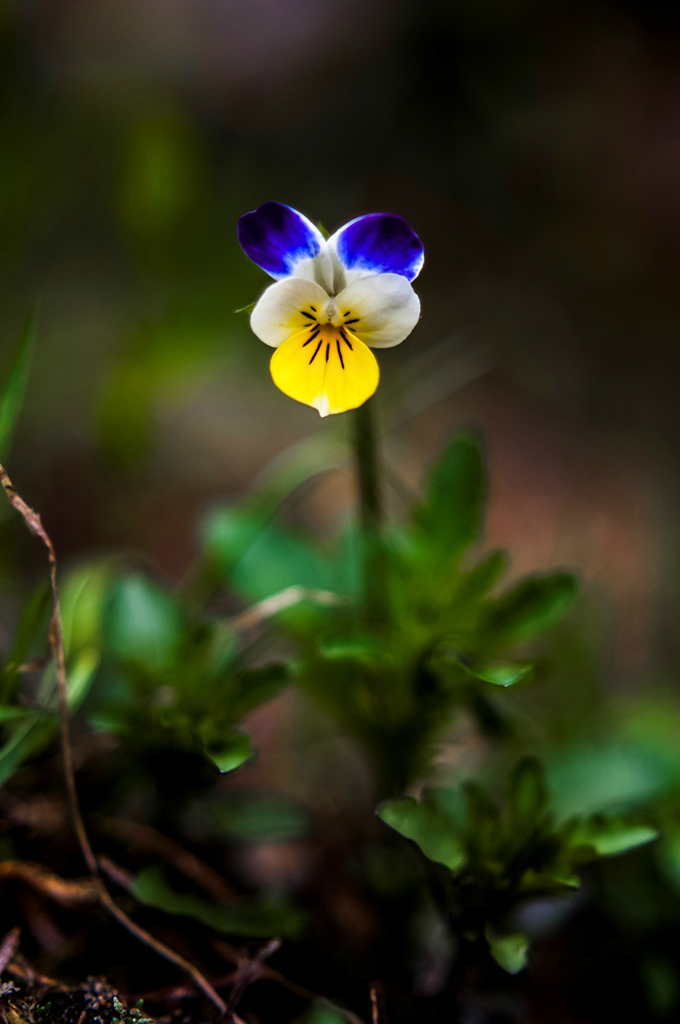Heartsease