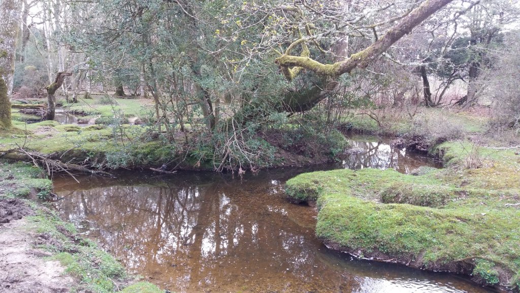 New Forest