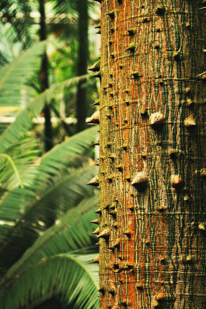 Chorisia speciosa