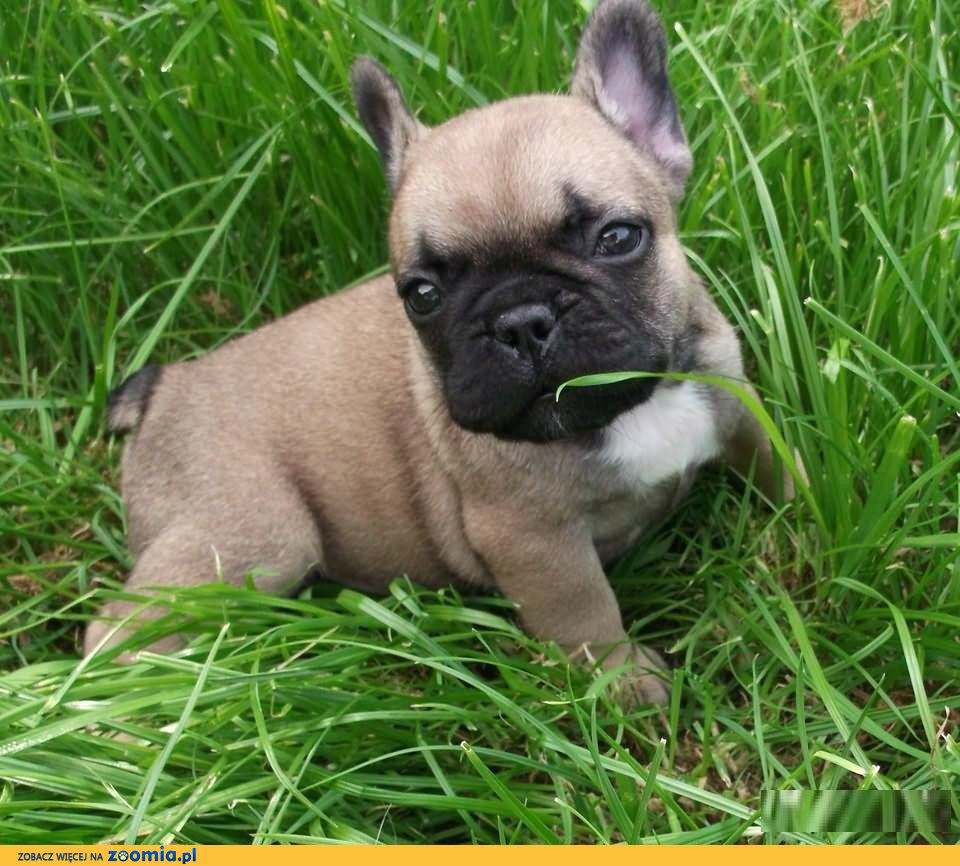Buldog