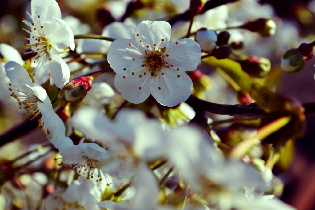 Spring flowers ~