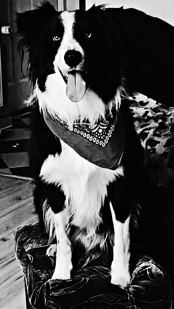 piesek Border Collie