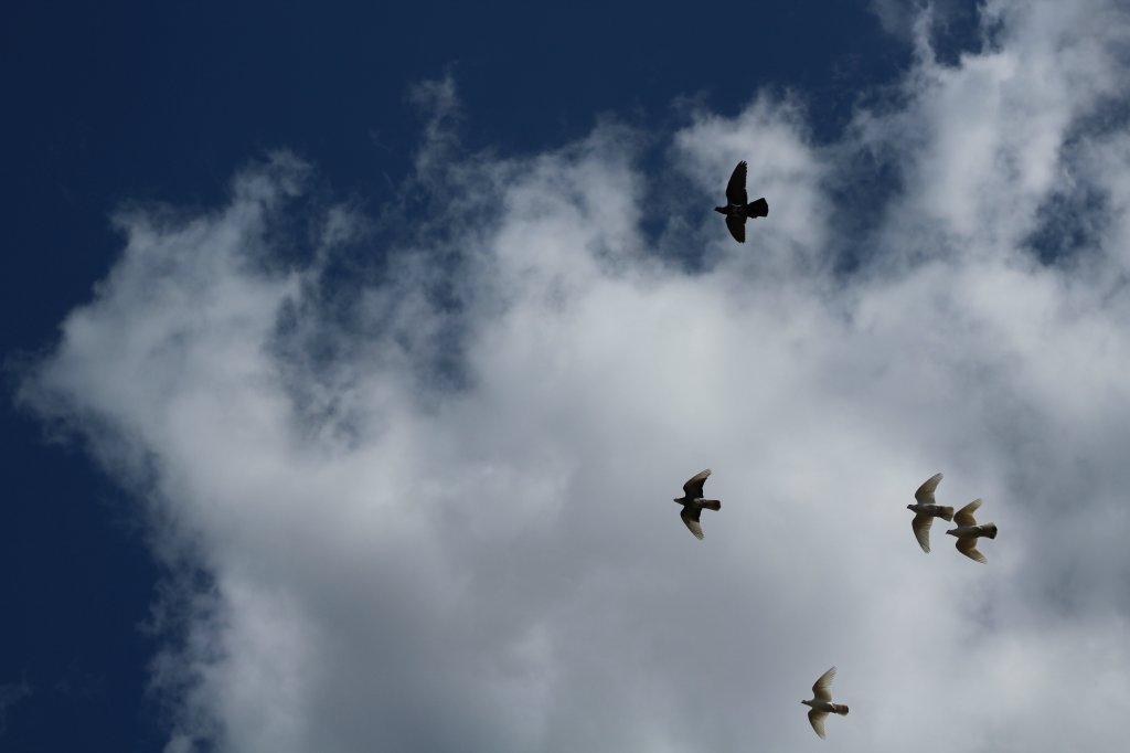 birds.