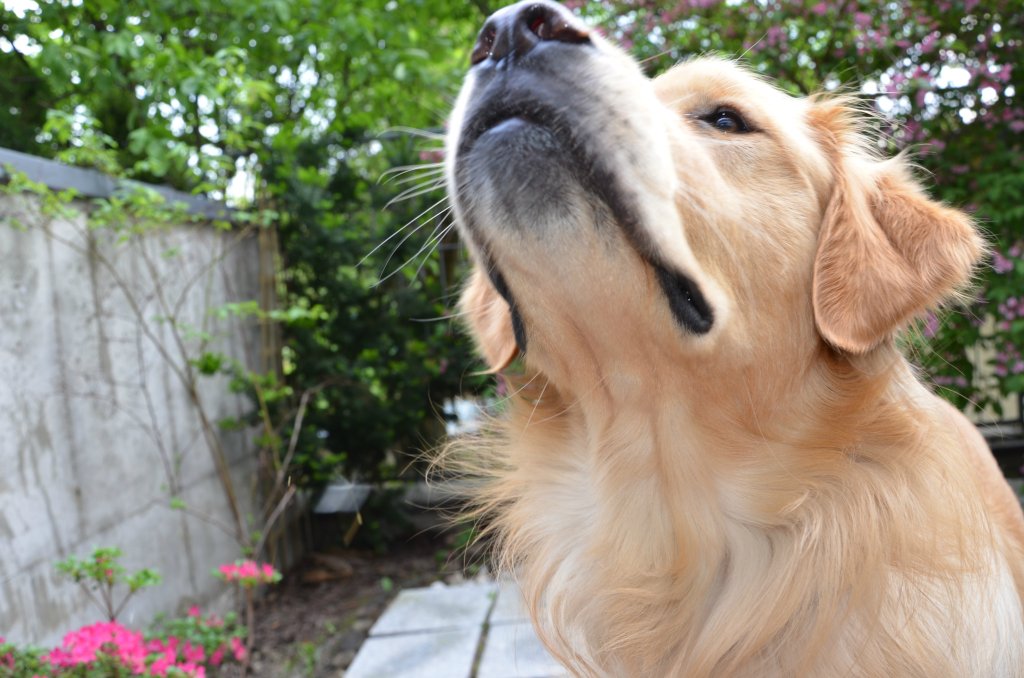 the dog