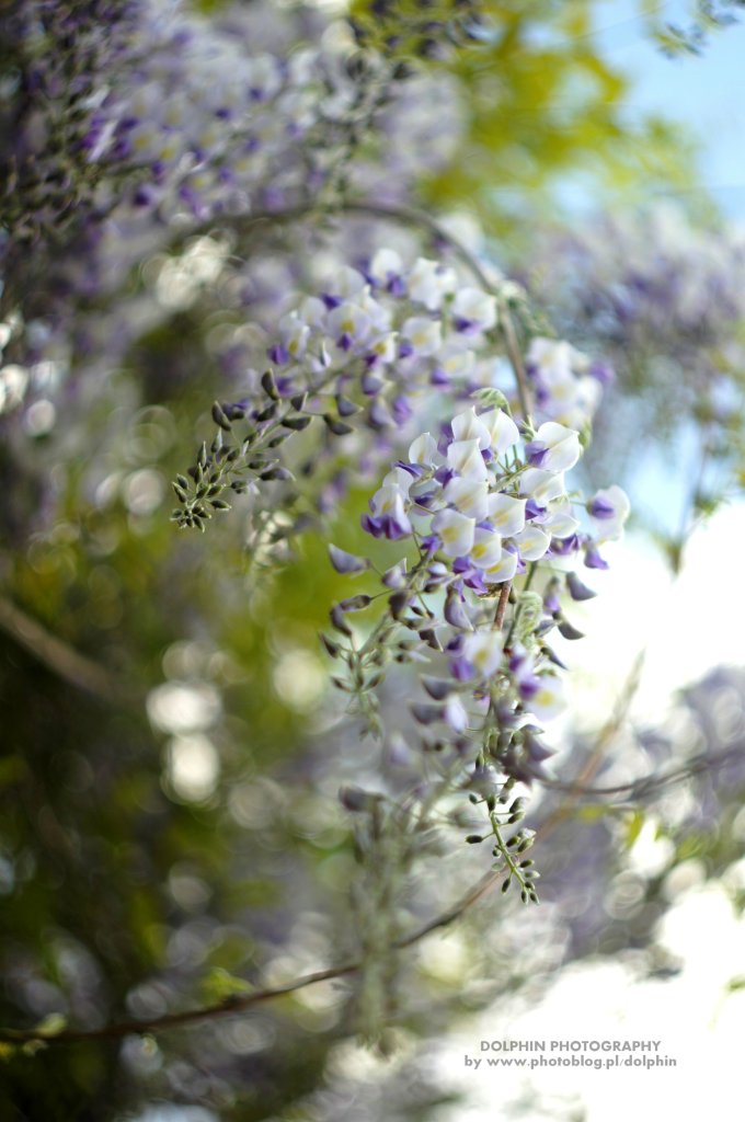 wyczekiwana wisteria