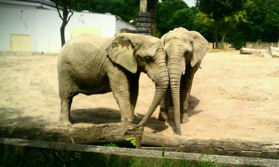Animals Love