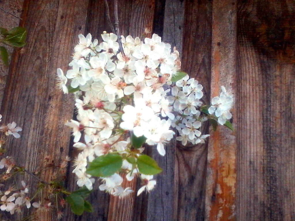 Naturalno jest pierwszorzdna 