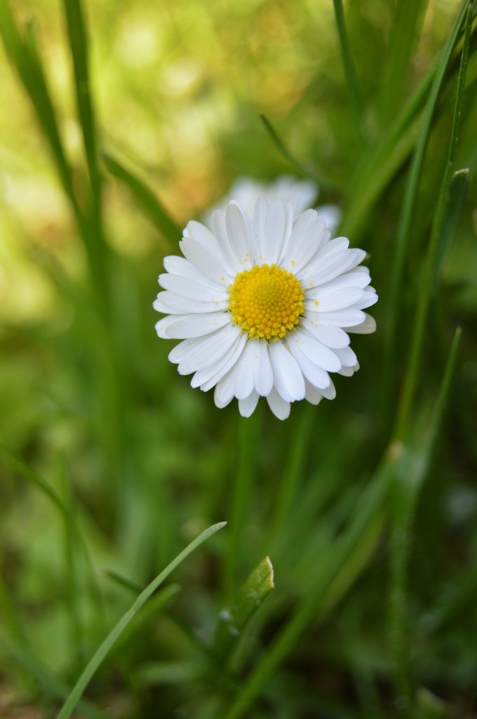 44. Daisy