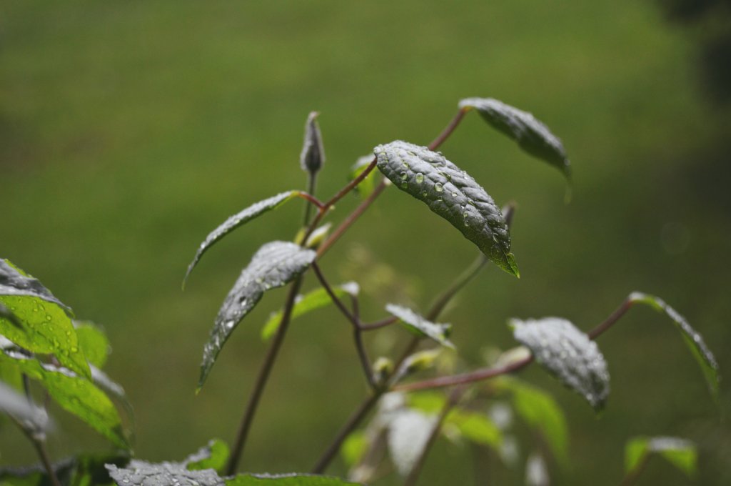 47.  Afternoon drizzle