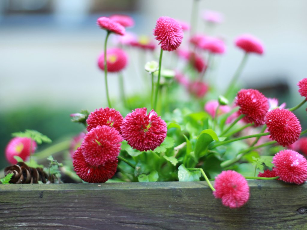 Flowers.