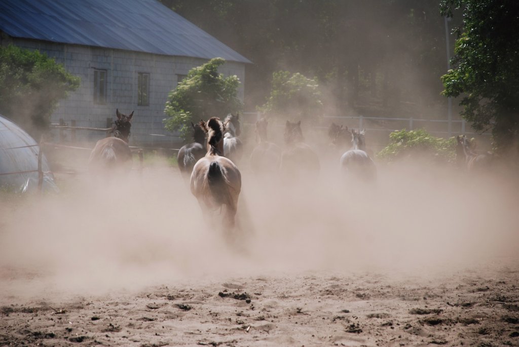 horses