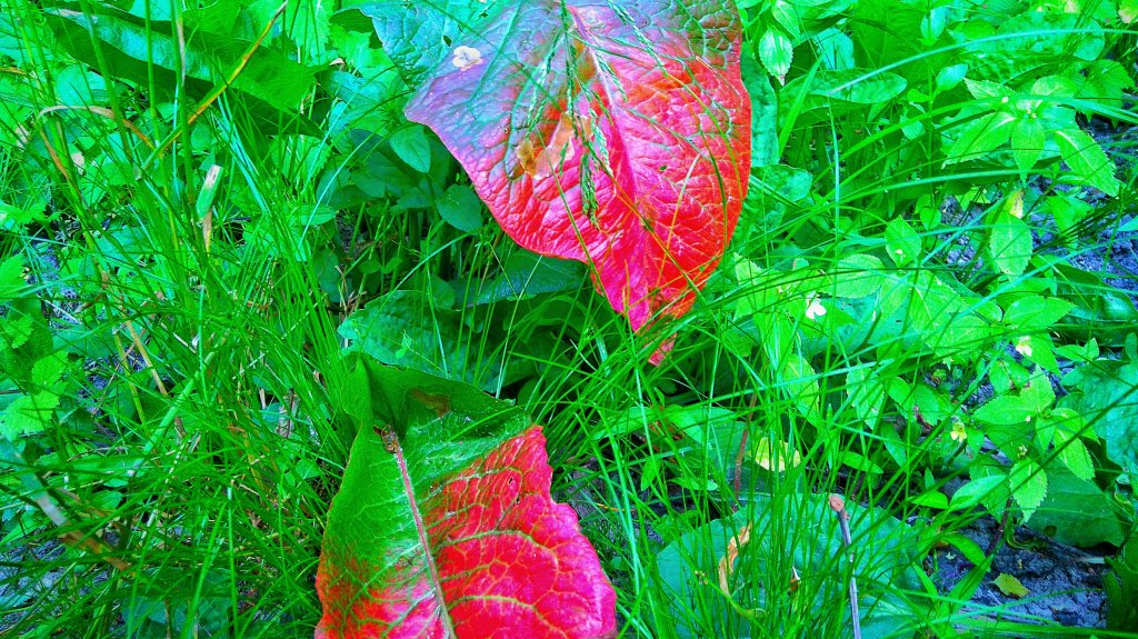 Blood Red