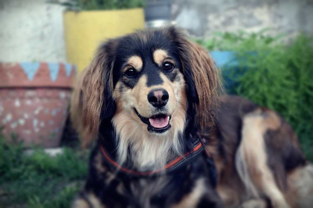 Lili
