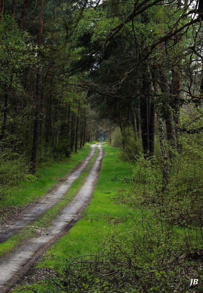 chose my path