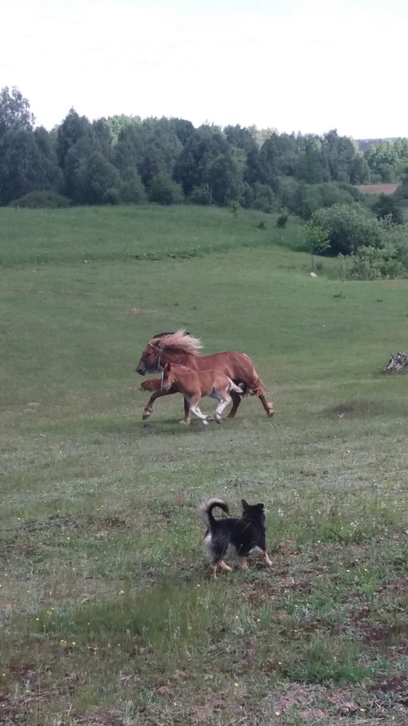 Dzika i Pirania