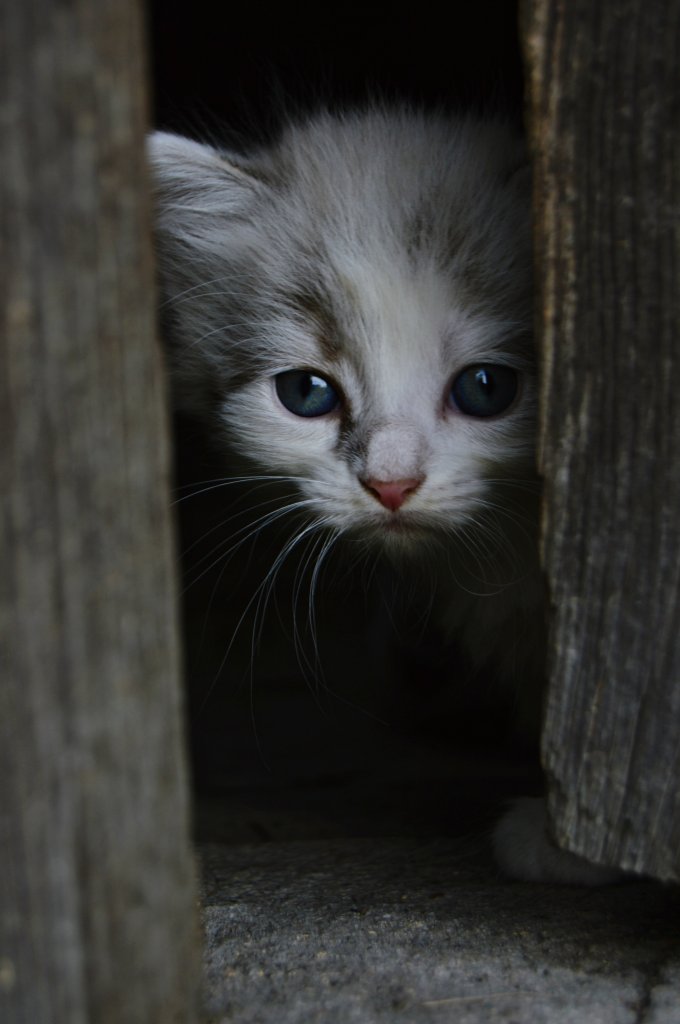 Ukryty w cieniu...