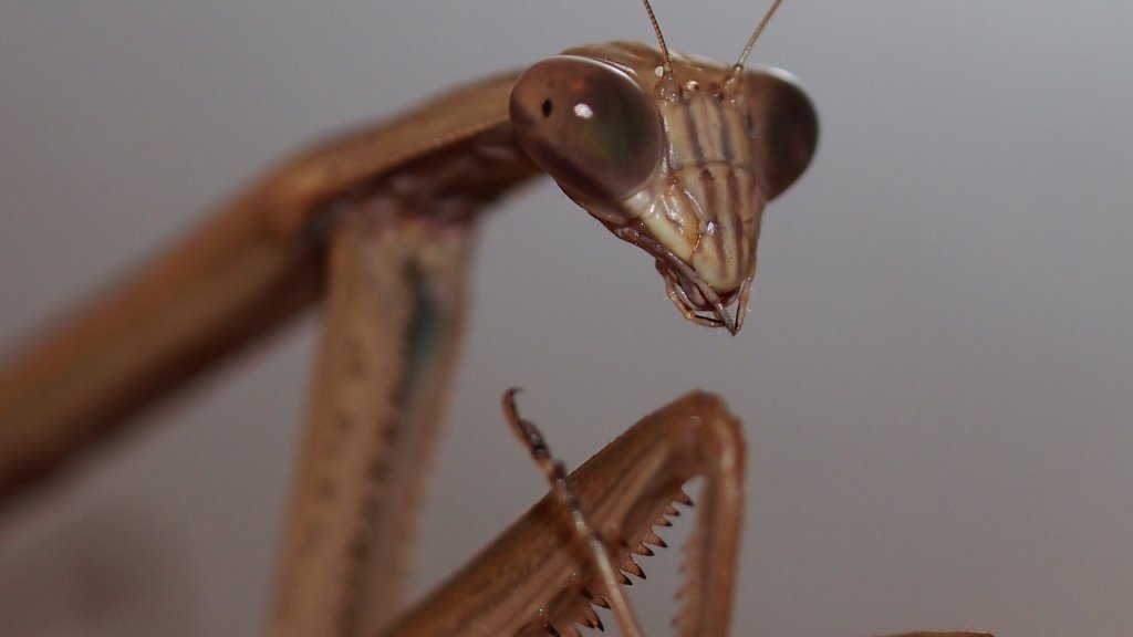 Mantis