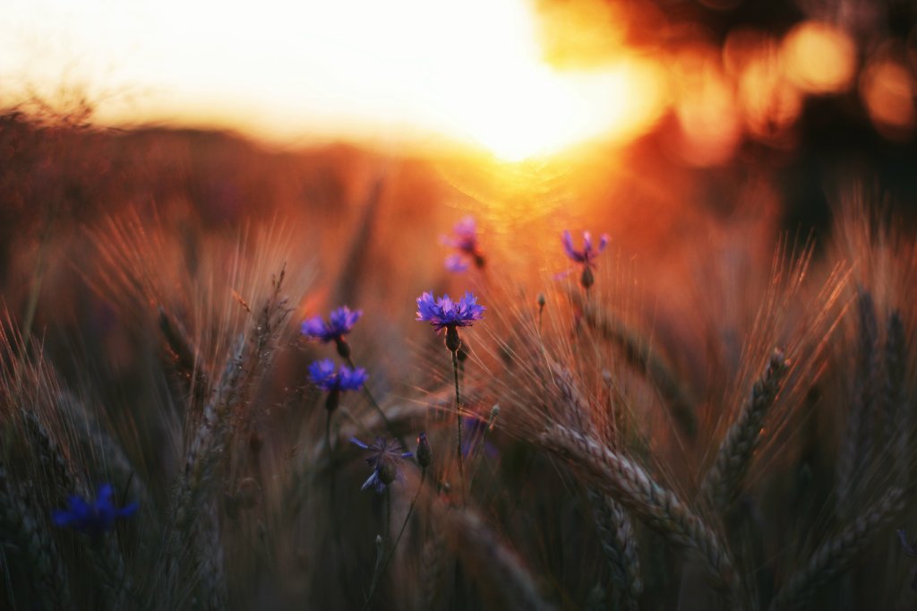 Summer sun 