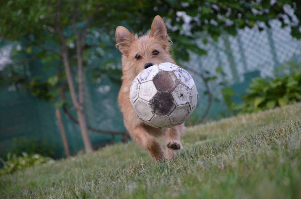 Fiffi :)