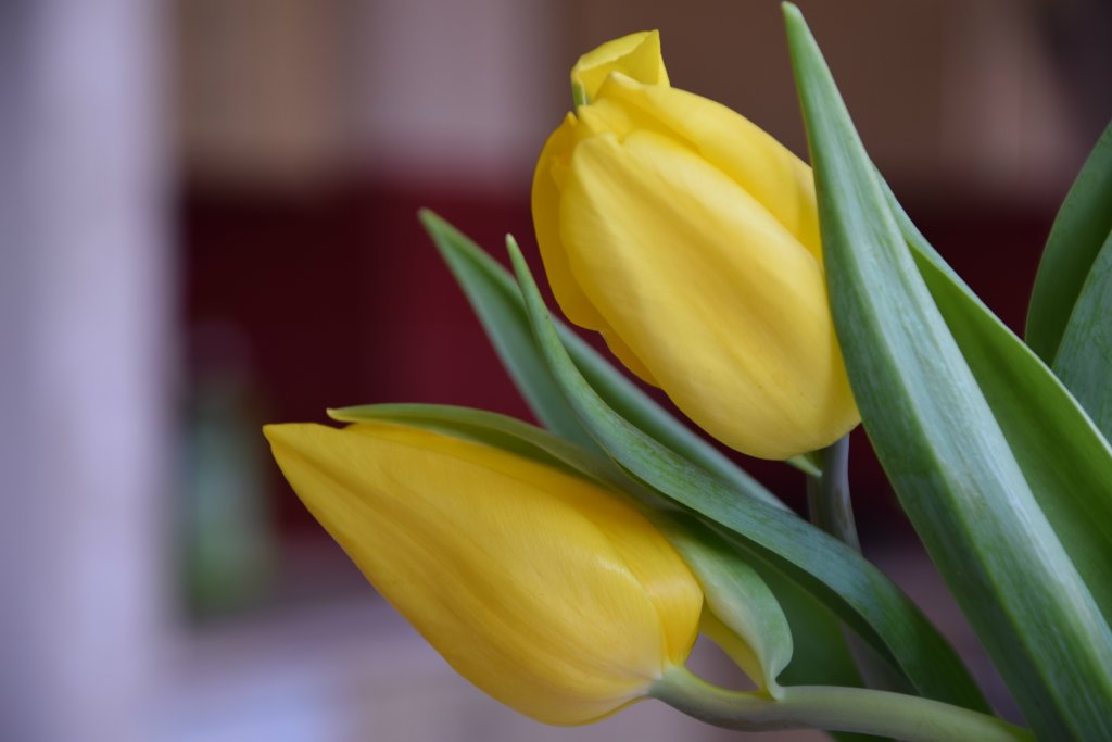Tulips...