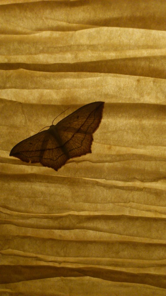 Walgina rdestniak