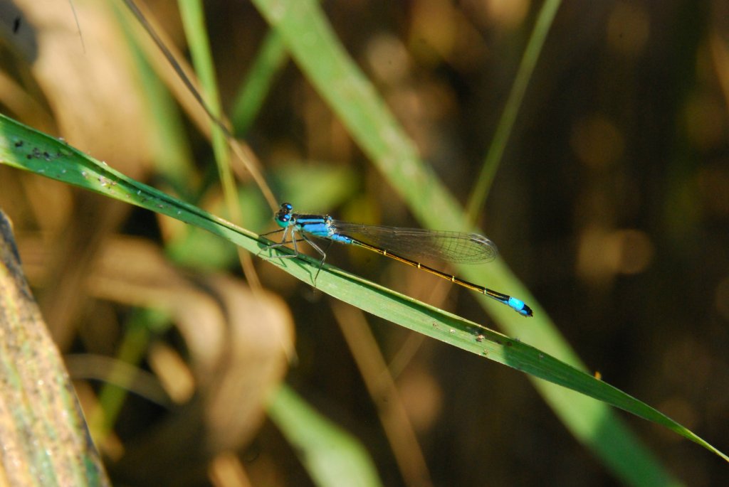 Tnica wytworna