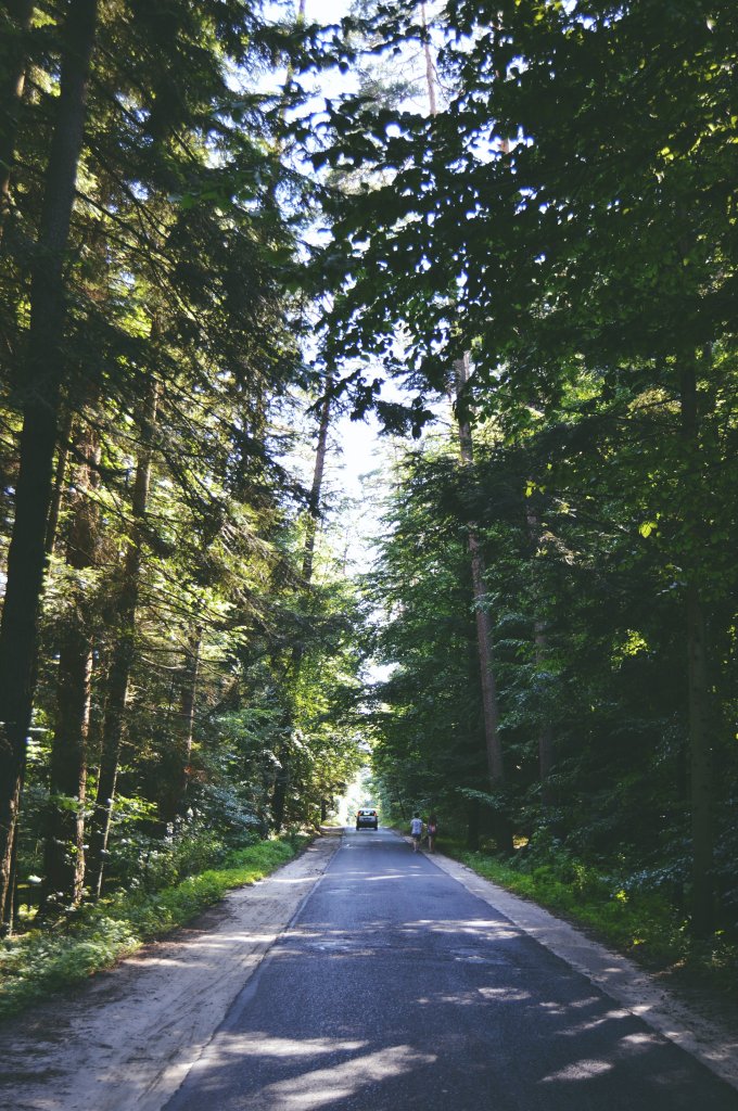 58. Silence and forest 