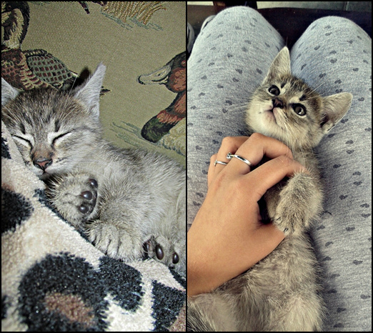 Teodor