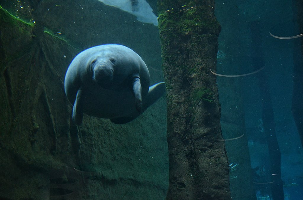 Sea Cow, Tiergarten Nrnberg