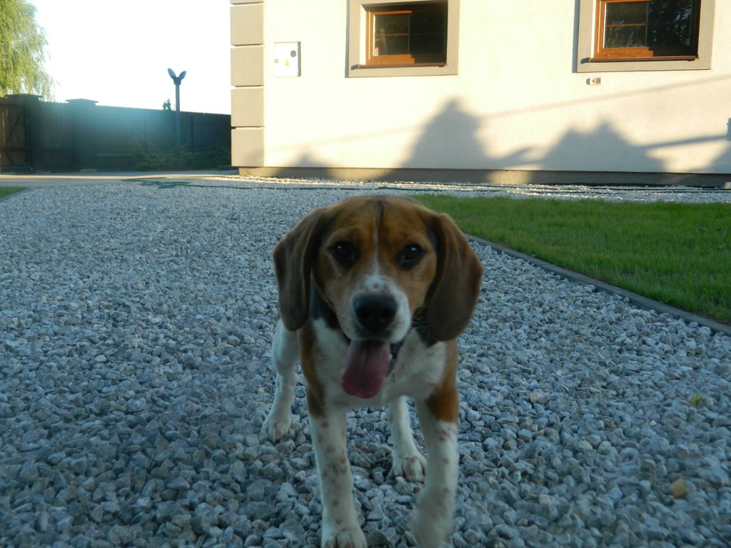 Snickers