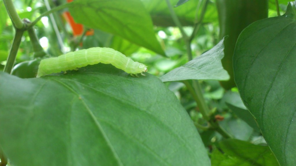 gsienica oligopodialna