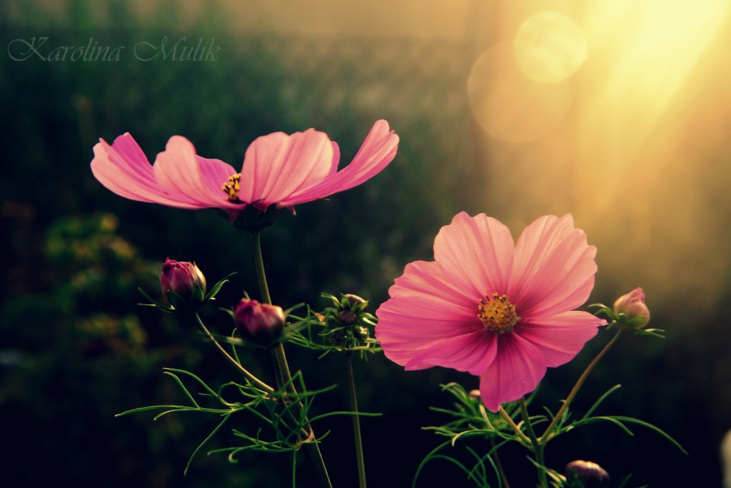 Cosmos bipinnatus