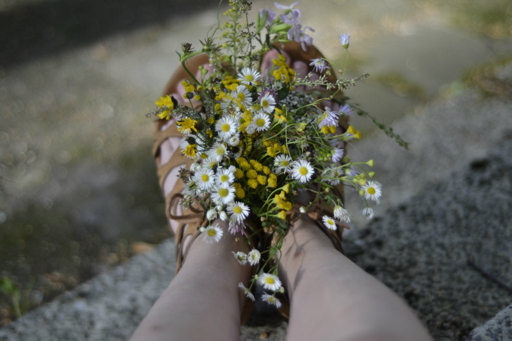 wild flowers