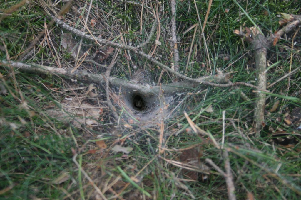 #spider #pajk