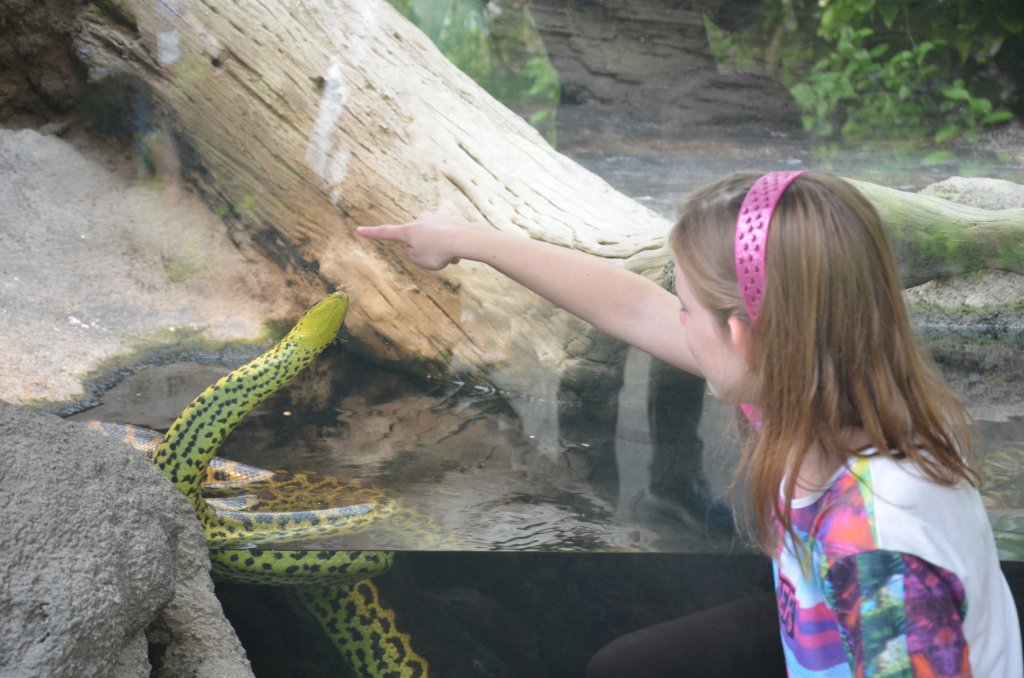 zoo Rotterdam Holandia 