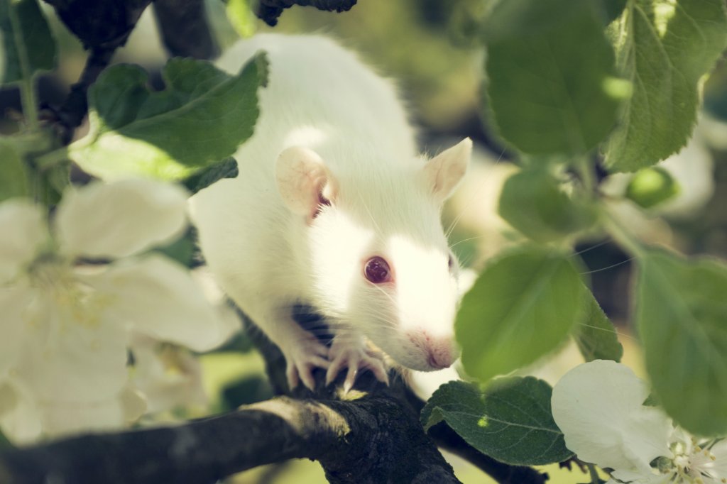 Albino