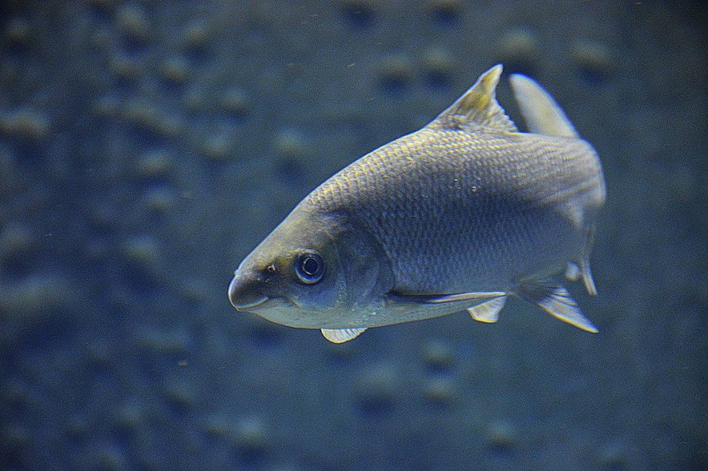 fish