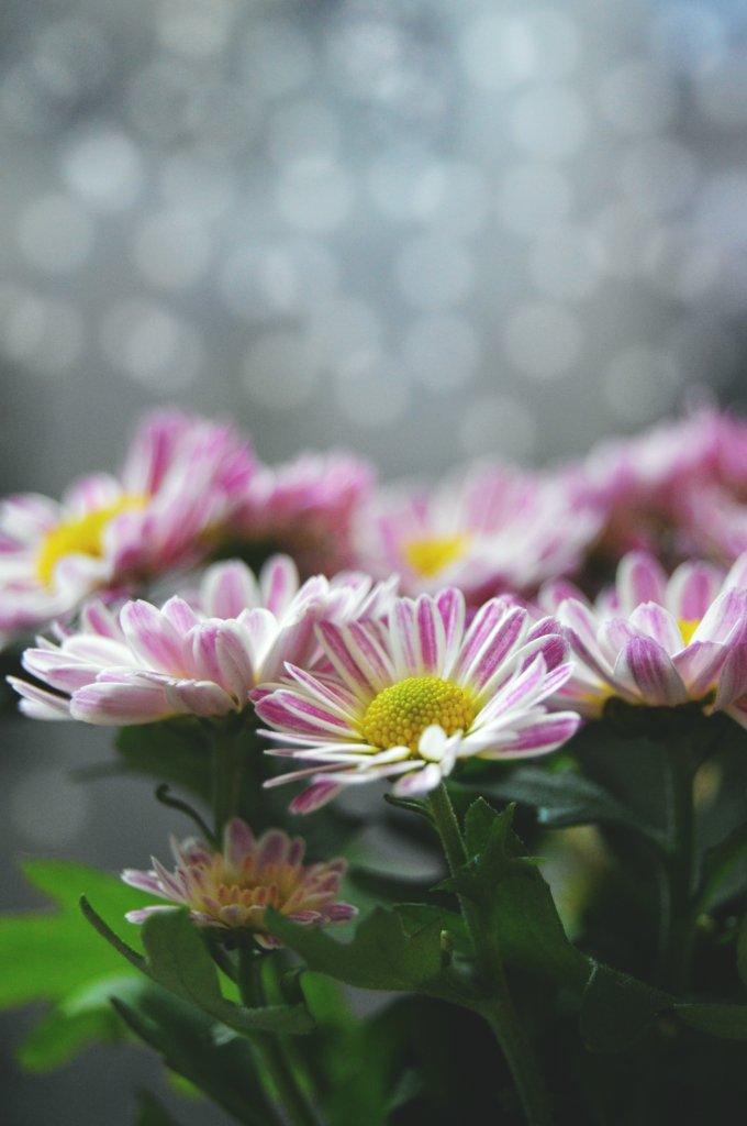 66. Chrysanthemum heather