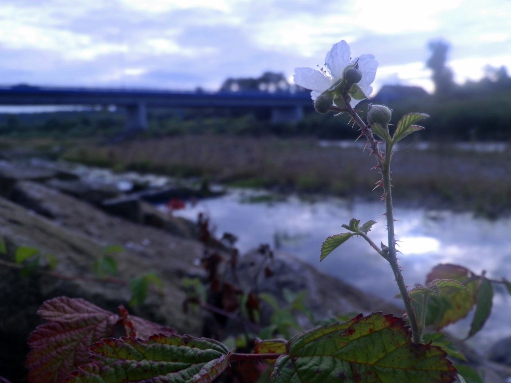 summer flower