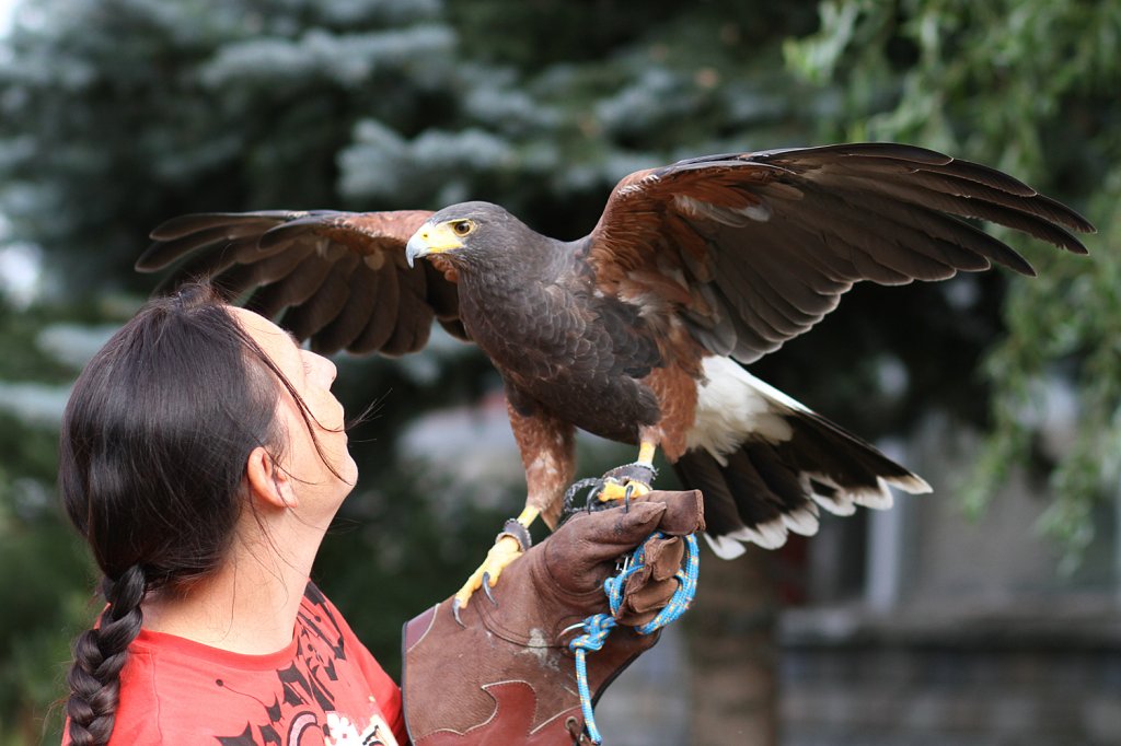 Harris Hawk