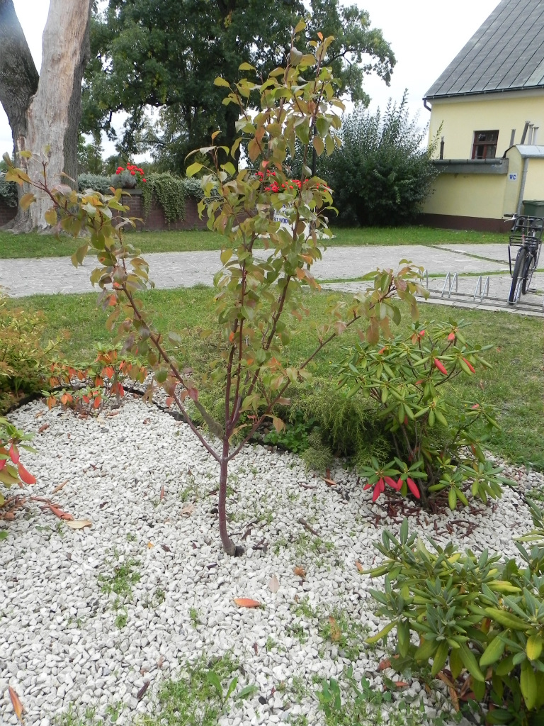 Grusza i gruszki 26.09.2016