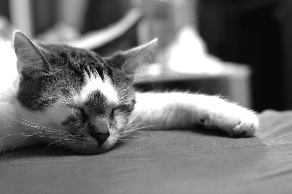 Stanislav the Cat...