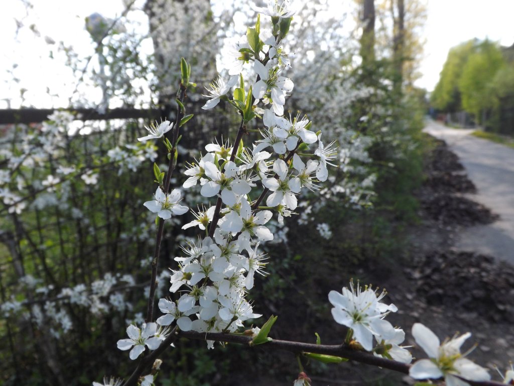 White Flowers