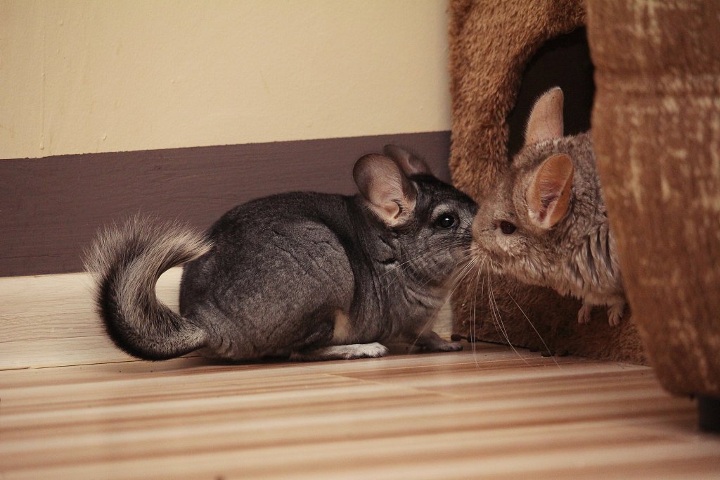 Masza i Minka :)