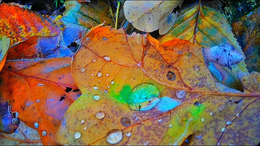 Autumn